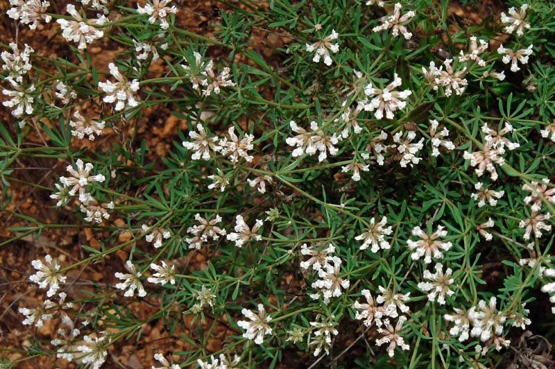 Lotus dorycnium (=Dorycnium pentaphyllum) / Trifoglino legnoso